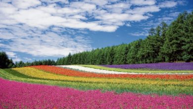 Photo of محمودہ باسط:ایک واقفِ زندگی، مبلغِ سلسلہ کی بیوی