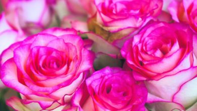 Photo of عورت کی تخلیق کا مقصد اور مقام (قسط دوم)