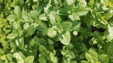 Photo of پودینہ