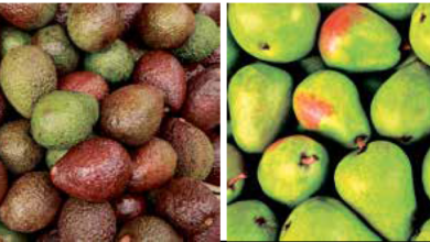 Photo of ناشپاتی اور ایواکاڈو