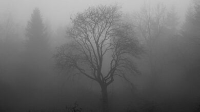 Photo of شہدائے احمدیت کی قربانیوں کے تناظر میں افرادِ جماعت کا غیر معمولی صبر و استقامت