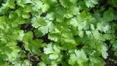 Photo of ہرا دھنیا