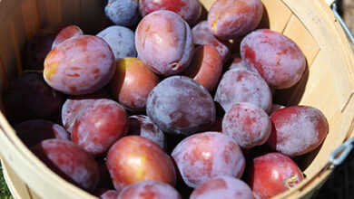 Photo of آلو بخارے کی چٹنی