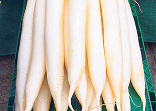 Photo of مولی کے طبی فوائد