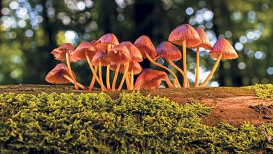 Photo of کھمبی (mushroom) کے فوائد