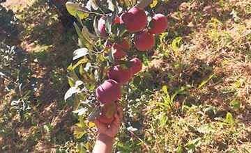 Photo of جماعت احمدیہ کینیڈا کی ملکیت ’’سیب کے باغات‘‘ سے پھل اترنے کا احوال