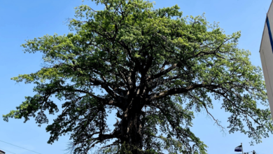 Photo of بالآخر سیرالیون میں آزادی اور حریت کی علامت۲۳۰؍سال پرانا کاٹن ٹری گر گیا!