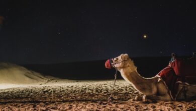 Photo of قربانی کرنے والے کے لیے ہدایت