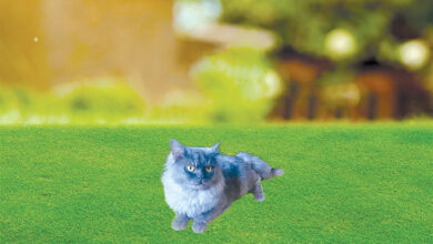 Photo of حیرت انگیز صلاحیتوں کی مالک بلی