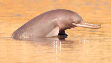 Photo of گدلے پانیوں کی اندھی ڈولفن