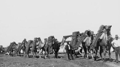 Photo of ذرائع آمد و رفت اور نقل و حمل کے متعلق قرآن کریم کی حیرت انگیز پیشگوئی: وَإِذَا الْعِشَارُ عُطِّلَتْ