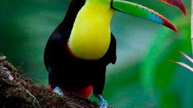 Photo of بہشتی پرندہ توکا (Toucan)