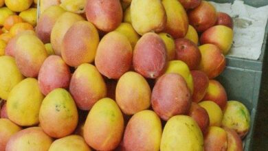 Photo of پھلوں کا بادشاہ… آم