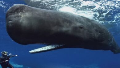 Photo of عنبرمچھلی