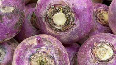 Photo of شلجم…سردیوں کی طاقتور سبزی