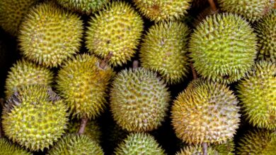 Photo of ڈورین (Durian): پھلوں کا غیرجمہوری بادشاہ