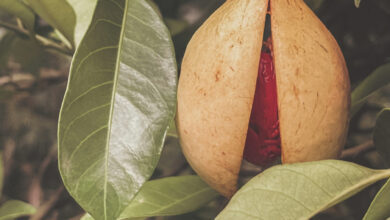 Photo of جائفل جاوتری