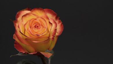 Photo of ویلنٹائن ڈے کا پس منظر اور اس کی حقیقت