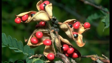 Photo of رتی کے بیج (گھونگچی) — Rosary peaتعارف، فوائد اور احتیاطیں