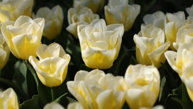 Photo of خدا تعالیٰ کی صفت المجیب، ہستی باری تعالیٰ کی زندہ دلیل