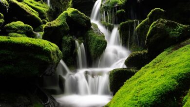 Photo of حضرت مصلح موعودؓ کا پیغام—جماعت کے نام