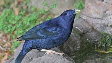 Photo of OCD پرندہ۔ سیٹن باور برڈ کی حیرت انگیز کہانی