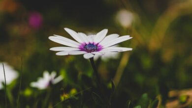 Photo of چارلیؔ کرک کا قتل اور بحیثیت مسلمان میرا ردعمل