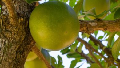 Photo of انسانی استعمال میں آنے والا قدیم ترین پھل۔ قلاباش