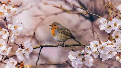 Photo of گفتگو کا سلیقہ