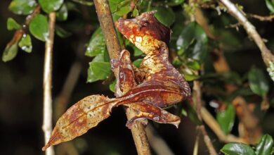 Photo of فطرت کا حیرت انگیز بہروپیاشیطانی پتے جیسی دُم والی چھپکلی