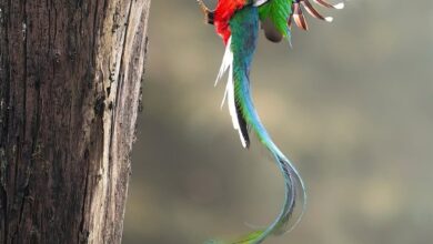 Photo of آزادی کی علامت: کوئٹزال