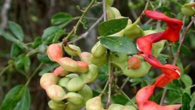 Photo of جنگل جلیبی یا کٹی جلیبی